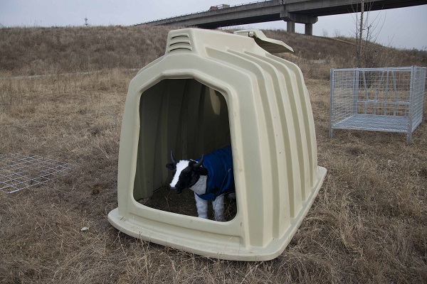How To Maintain A Calf Hutch for Maximum Efficiency