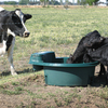 Round Water Trough