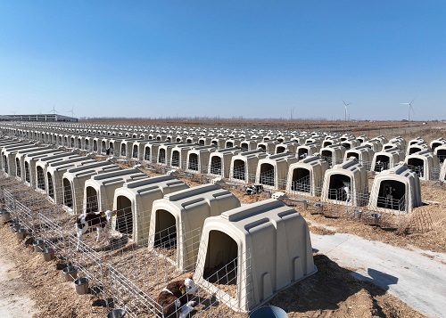 Easy-clean Dairy Calf Housing