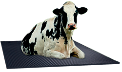 geyer-hosaja-cow-mat