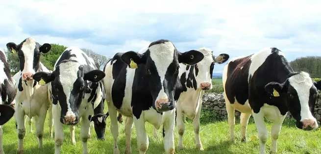 Why are Cows So Prone to Hoof Disease How to Prevent