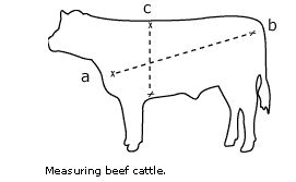 How to Calculate Cow Weight