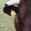 Cow Ear Tag