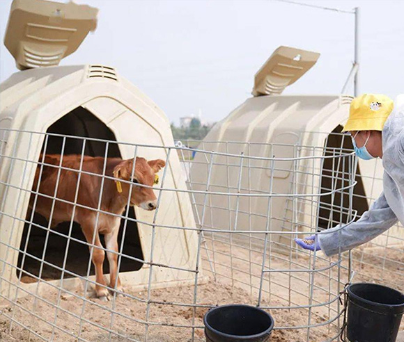 Agri-plastics Calf Hutch Modern Dairy Farming