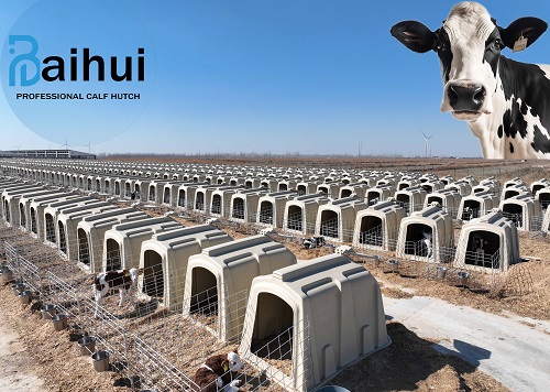 Outdoor Calf Hutches For Sale