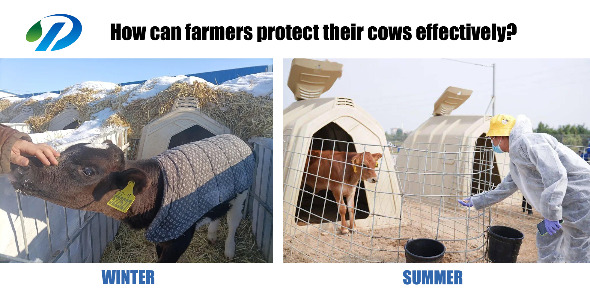 Summer And Winter How Can Farmers Protect Their Cows Effectively