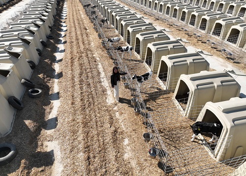 Calf Hutches for Small Farms