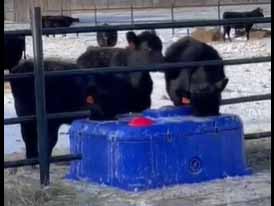 Is It Better for Cattle To Drink Warm Water Or Cold Water in Winter