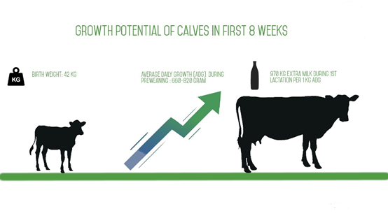 First 8 Weeks Crucial in Development of A Dairy Cow