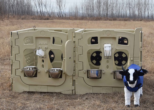 Best Portable Calf Pens for Dairy Farms