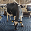 Cow Mat