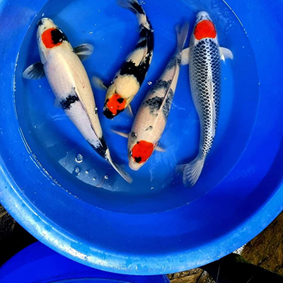 Round Open Top Aquaculture Tank for Fish