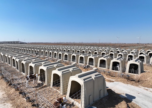 Communal Calf Housing Units