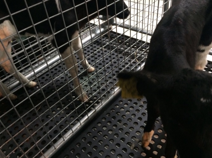 calf-2