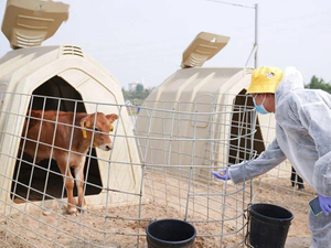 PE Cow Pen Housing